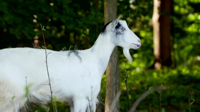 Koza biała, white goat, White goat in the forest