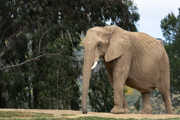 elephant in zoo