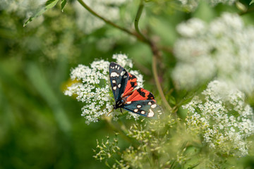 Fototapeta na wymiar Insect closeup six-spotted burnet butterfly