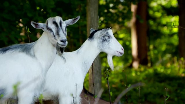 Koza biała, white goat, White goat in the forest
