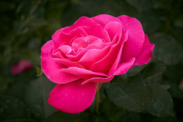 closeup pink rose in blurry green background