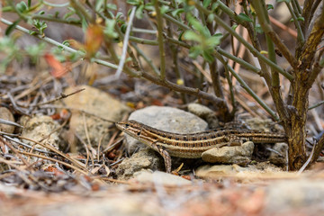 Edward's Sand Racer, Pasammodromus edwarsianus.