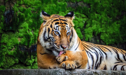 Obraz premium beautiful bengal tiger with lush green habitat background