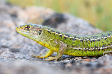 European green lizard, Lacerta bilineata.