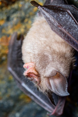 Lesser horseshoe bat (Rhinolophus hipposideros)