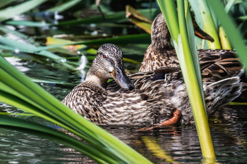 Wet brown adult duck with bright orange eyes cleans feathers in the pond among green reeds in the park in summer on the background other duck