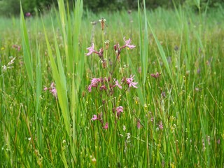 Marsh thistles in Cambridgeshire fens