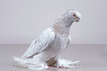 A purebred Uzbek pigeon sits on a marble surface.