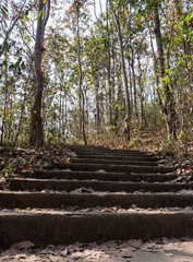 Concrete staircase of the natural trail.
