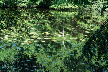 Teich mit Pflanzen und Seerosenblätter und Spiegelung