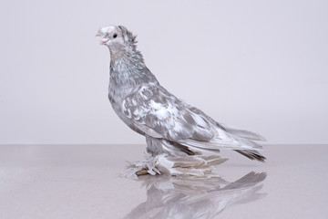 Chelkar (dove gray) sits on a marble reflective surface and looks into the camera