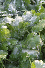 An unusual ice storm hits Kansas during the spring, covering emerging plant life with a sheet of ice.