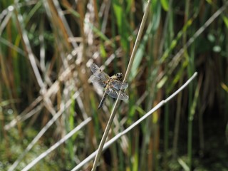 Male broad bodied chaser dragonfly