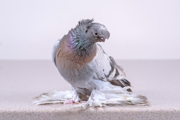 The purebred Uzbek pigeon on a marble polished slab.