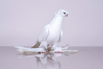 Uzbek white dove Gulbadam sits on a reflective marble surface