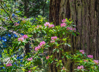 Tall Large Redwoods Trees Pink Rhododendron National Park Crescent City California