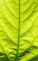 Naklejka na ściany i meble Close up of an avocado tree leaf.