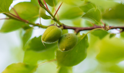 Small green apricot on a tree branch