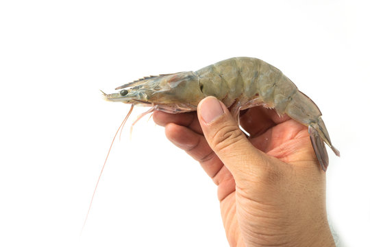 The hands of men are holding fresh raw pacific white shrimp on white background.