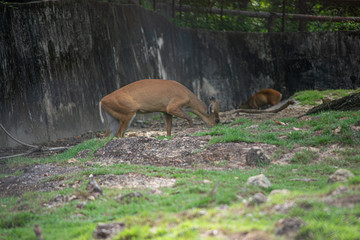 The Red muntjac or Common barking deer are looking for food to eat.