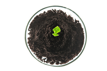 Model plant growing in research lab
