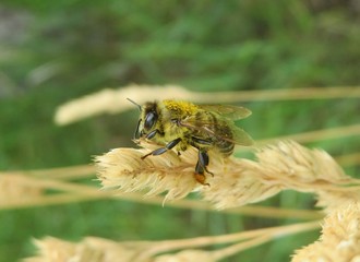 Bee on ear of wheat in the field, closeup