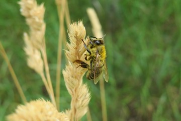 Bee on ear of the wheat in the field, closeup	