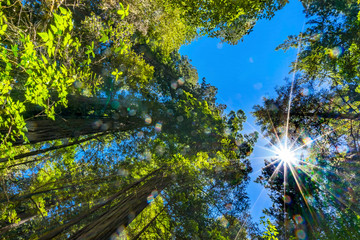 Obraz premium Sun Star Rays Tall Trees Towering Redwoods National Park California