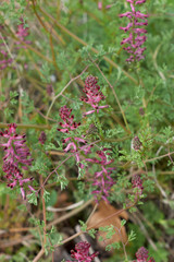 Fumaria officinalis