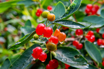Red berries on branch with drops after rain.