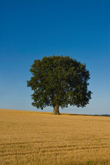 europe, uk, england, devon oak in field vert