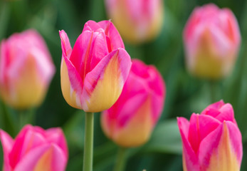 Decorative roses grow in the soil in nature