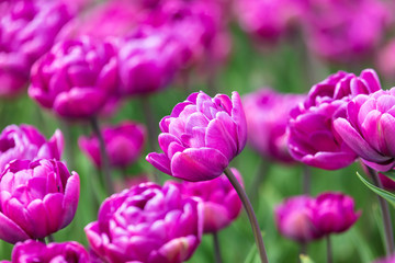 Fototapeta premium Decorative roses grow in the soil in nature