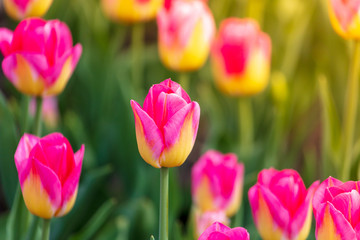 Obraz premium Decorative roses grow in the soil in nature