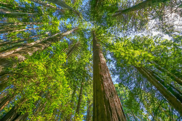 Tall Trees Towering Redwoods National Park Crescent City California