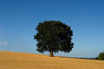 Fototapeta na wymiar europe, uk, england, devon oak in field horizontal