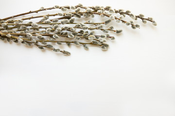 Willow branches on the top of white background - Easter symbol.