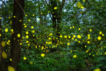 Firefly flying at night in the forest