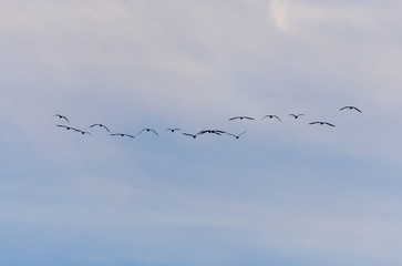 A flock of birds fly south on a blue sky