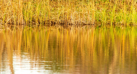 Grass and reed with reflection in the pond