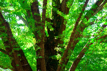 Fototapeta premium Ueno Park, Tokyo, Japan, cool, quiet park, green trees, centuries-old apricot tree