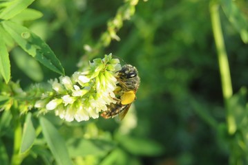 Bee on white melilot flowers in the meadow, closeup