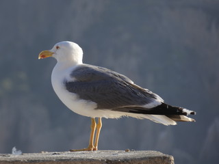Gaviota adulta relajada en la costa catalana, plumas claras que la diferencian de los polluelos o...