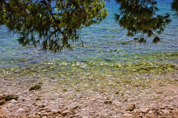 Blue Adriatic sea water landscape, pine tree, Brac island, Croatia