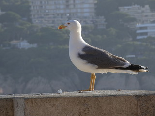 Gaviota en la costa catalana en una roca o repisa de un acantilado