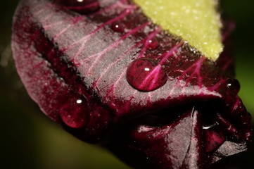 Капли дождя на мальве