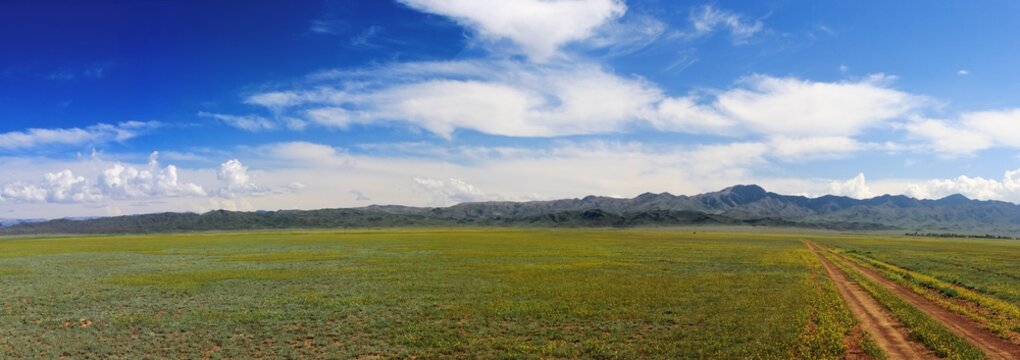 blooming Kazakh steppe