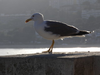 Cuerpo de gaviota en posición relajada con el fondo desenfocado de la costa catalana, mar mediterráneo
