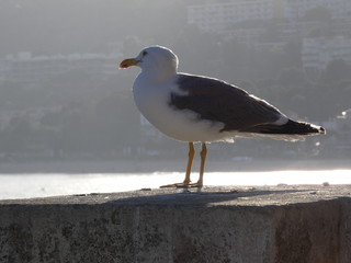 Cuerpo de gaviota en posición relajada con el fondo desenfocado de la costa catalana, mar mediterráneo