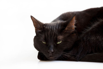 Fototapeta premium Closeup portrait of a Halloween young black cat with green eyes lying with its head on its front paws, on a white background.